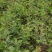 白薇干货鲜货基地种植400亩自产自销大量批发