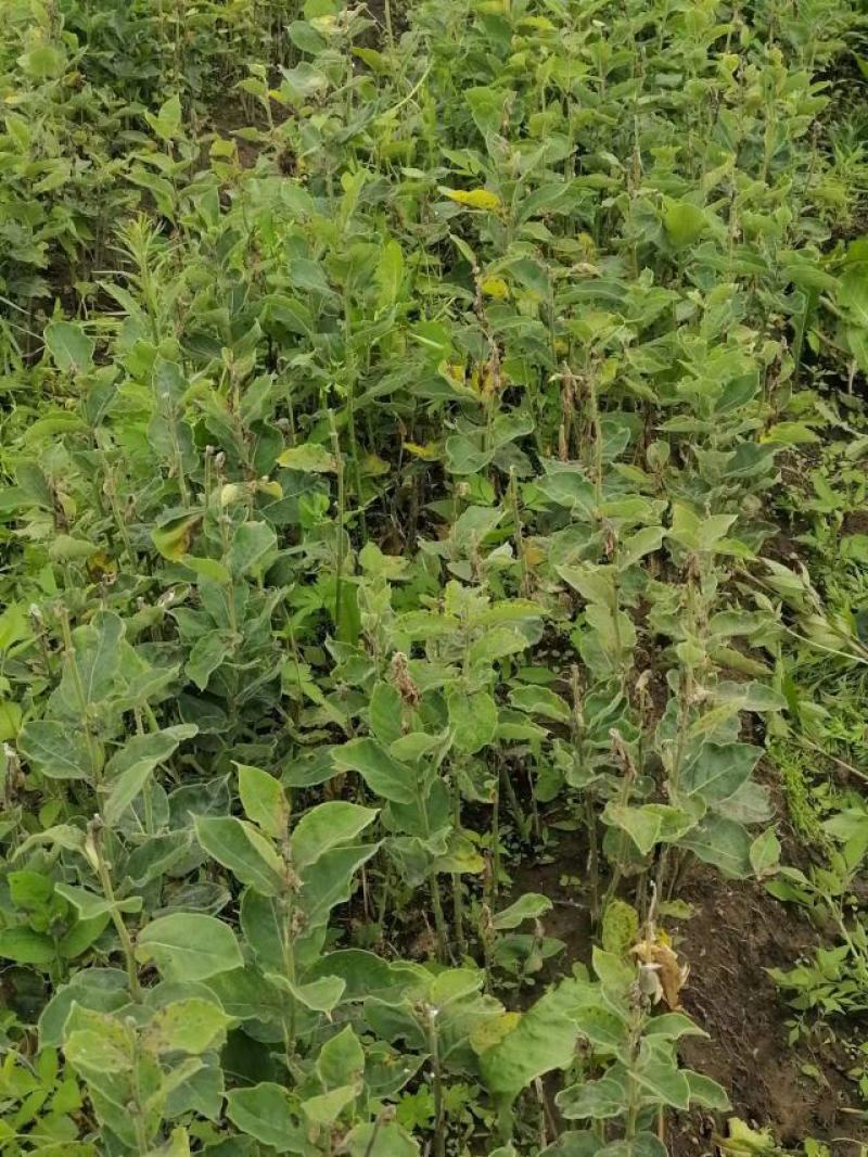 白薇干货鲜货基地种植400亩自产自销大量批发