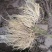 白薇干货鲜货基地种植400亩自产自销大量批发