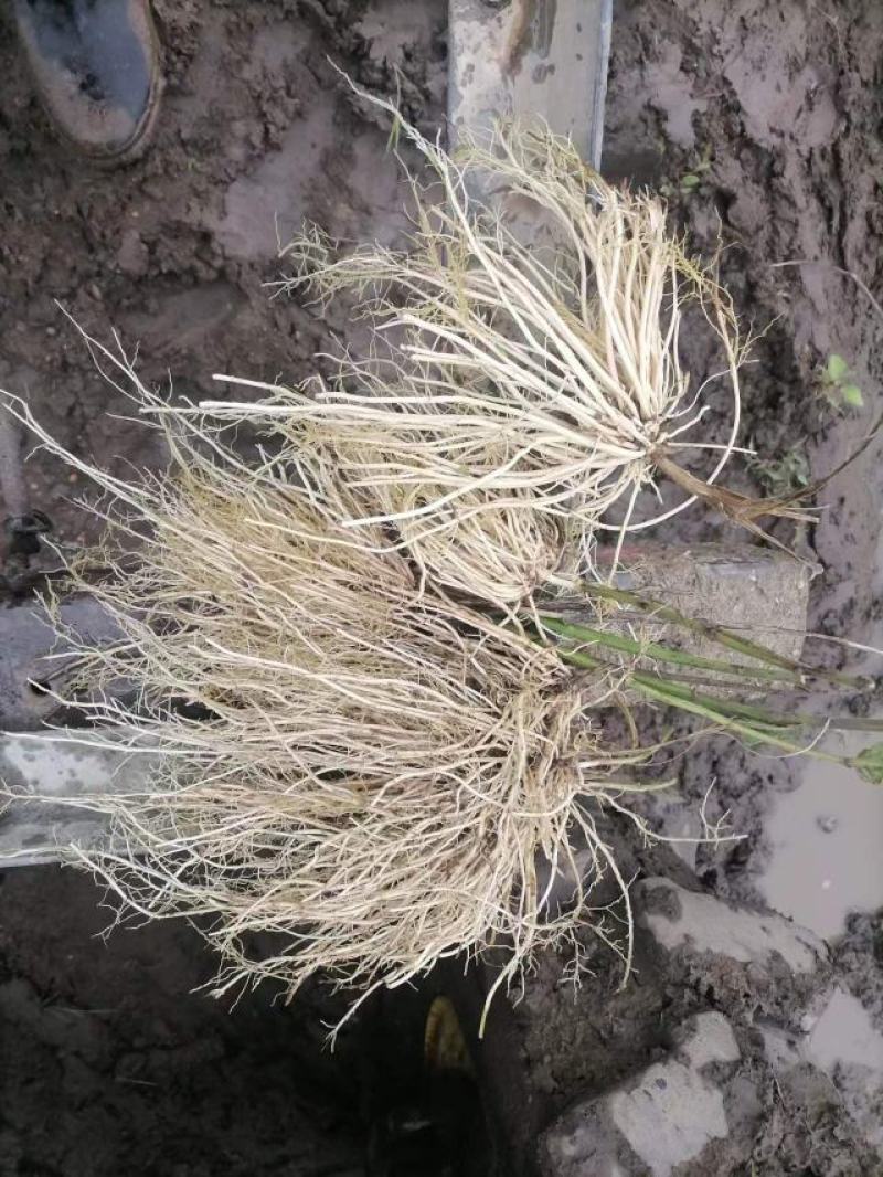 白薇干货鲜货基地种植400亩自产自销大量批发
