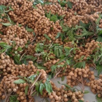 卖龙恨广东茂名龙眼大量上市中，产地亘供质量保证适合全国发