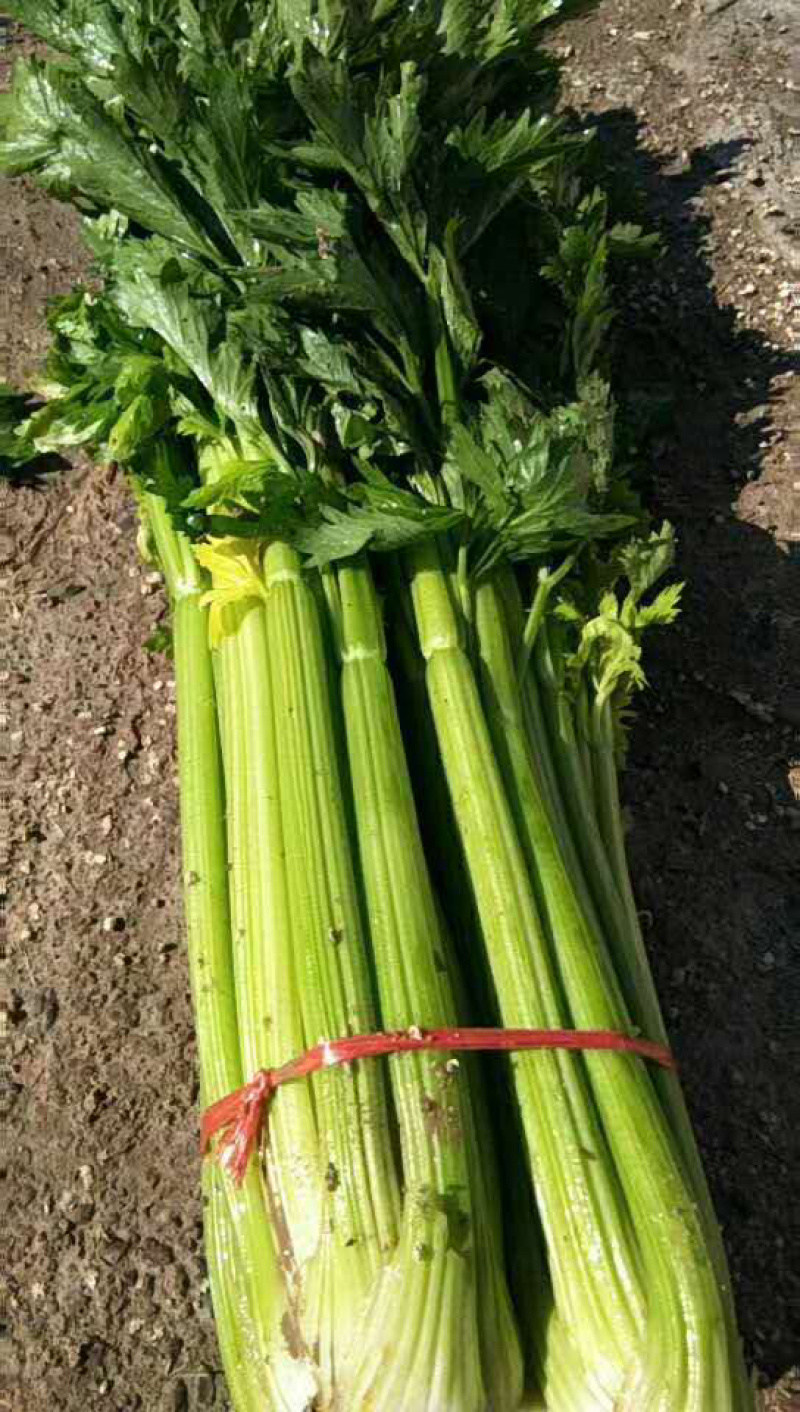 【实力商家】定西精品西芹大量上市、质量保证、价格优惠