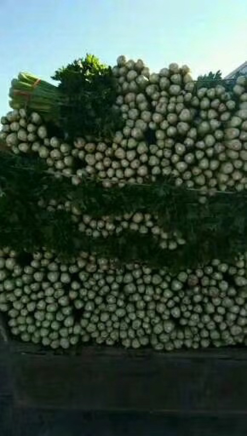 【实力商家】定西精品西芹大量上市、质量保证、价格优惠