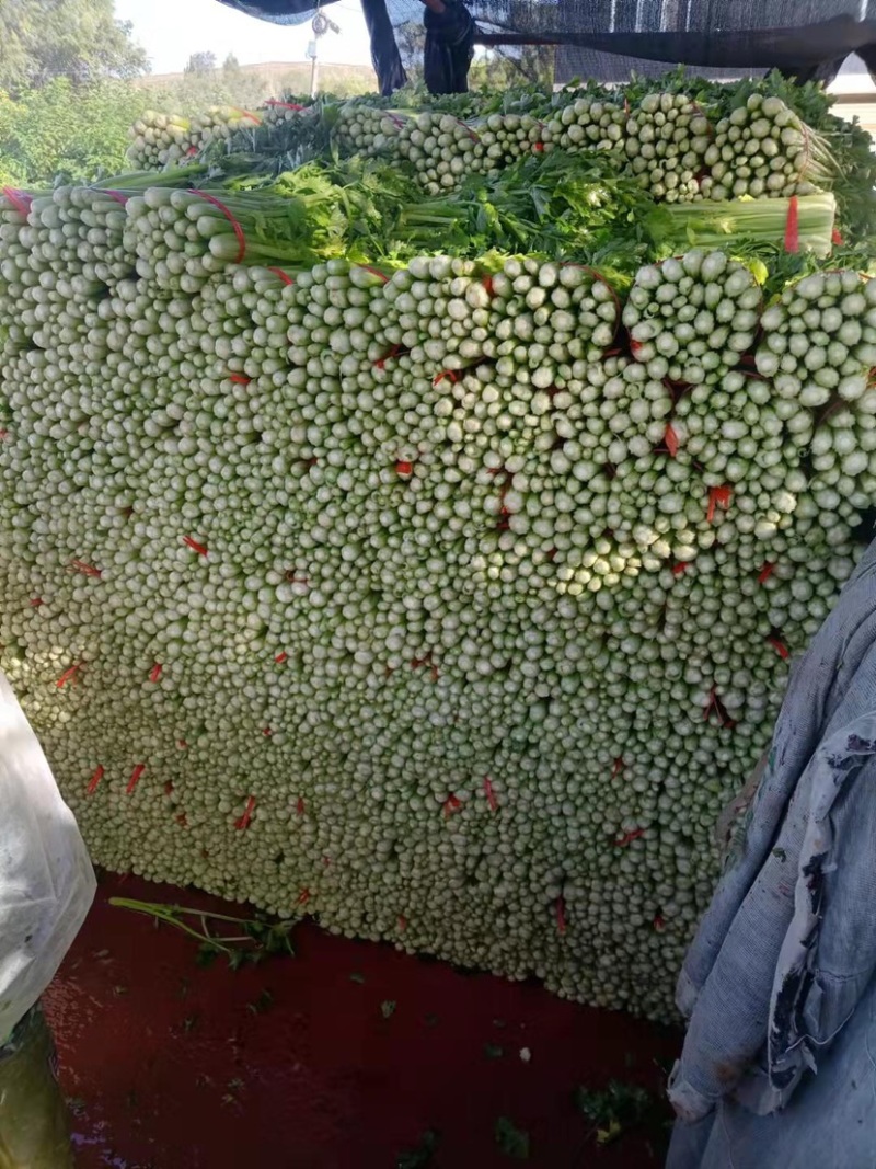 【推荐】定西万亩西芹、毛芹大量上市、产地批发西芹西芹西芹