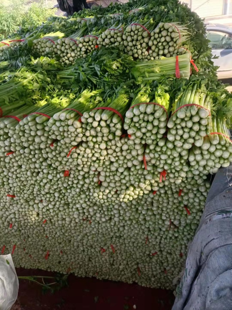 【推荐】定西万亩西芹、毛芹大量上市、产地批发西芹西芹西芹
