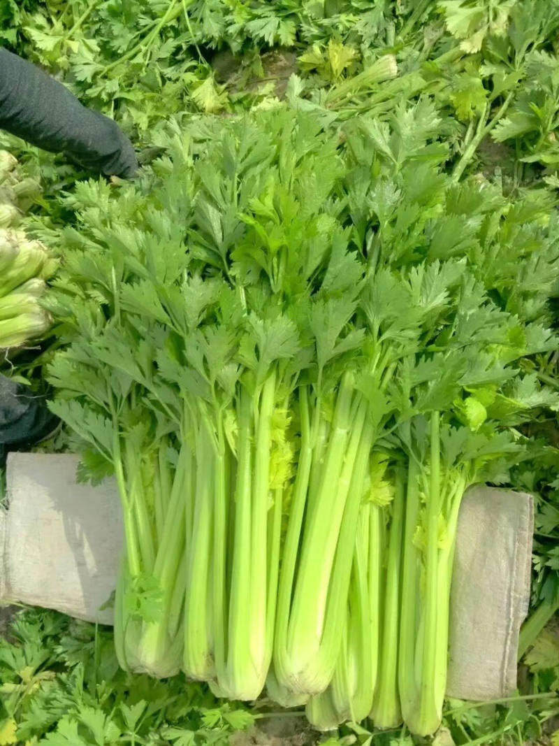 【推荐】定西万亩西芹、毛芹大量上市、产地批发西芹西芹西芹