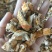 （热销）桑白皮桑皮桑树根皮祥泰药材栈中药材批发零售量