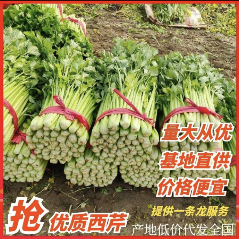 【实力商家】定西芹菜大量批发、质量保证、无空心、产地批发