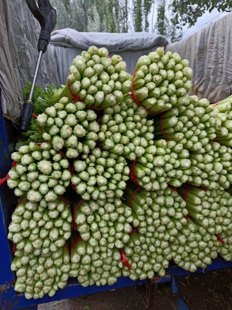 【实力商家】定西芹菜大量批发、质量保证、无空心、产地批发
