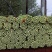 【实力商家】定西芹菜大量批发、质量保证、无空心、产地批发