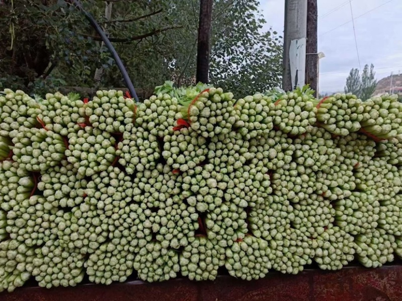 【实力商家】定西芹菜大量批发、质量保证、无空心、产地批发
