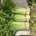 【实力商家】定西芹菜大量批发、质量保证、无空心、产地批发