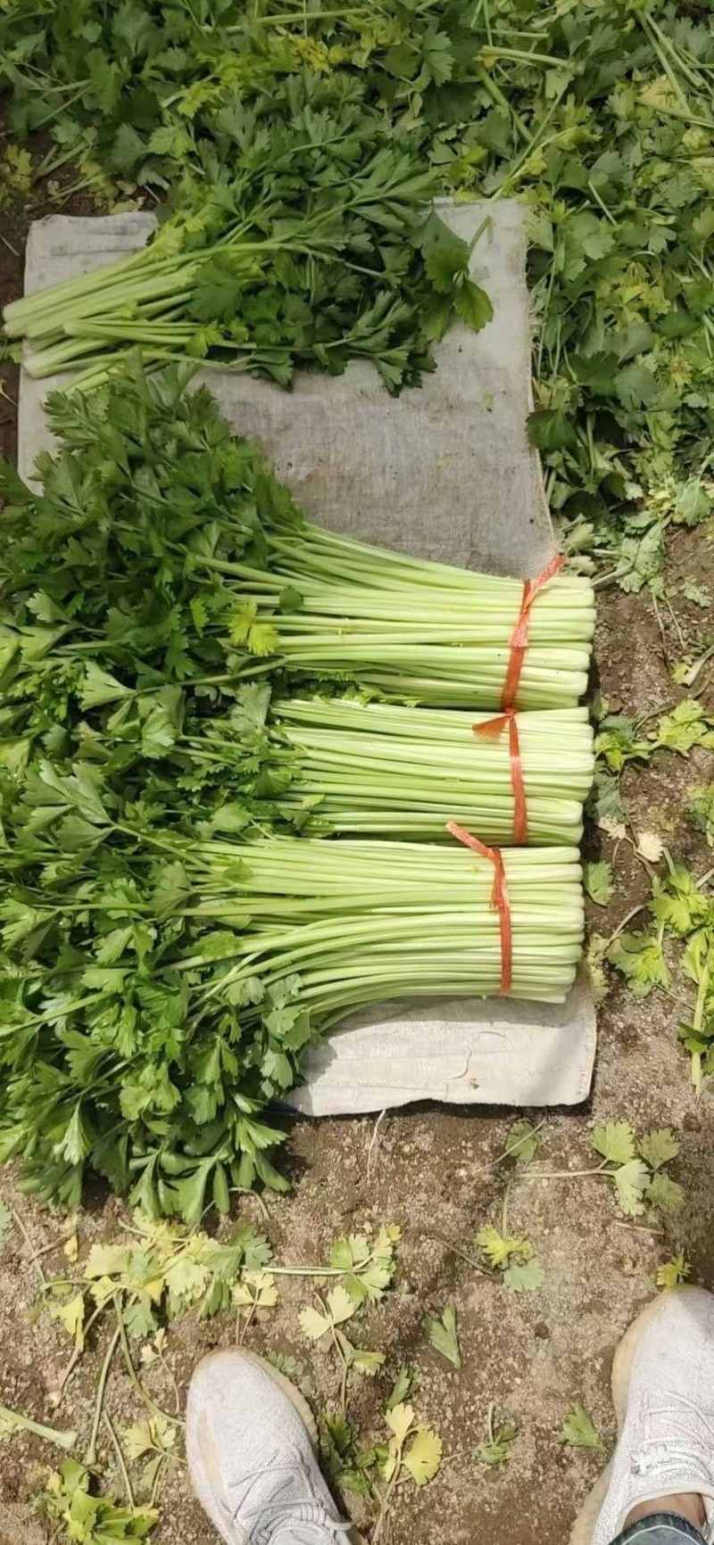 【实力商家】定西芹菜大量批发、质量保证、无空心、产地批发