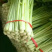 【实力商家】定西芹菜大量批发、质量保证、无空心、产地批发