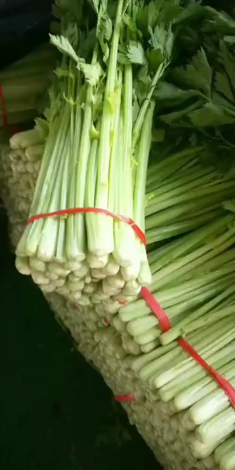【实力商家】定西芹菜大量批发、质量保证、无空心、产地批发