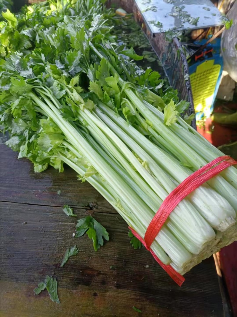 【实力商家】定西芹菜大量批发、质量保证、无空心、产地批发