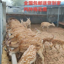 梅花鹿养殖技术梅花鹿利润如何种鹿听话的梅花鹿鹿产品