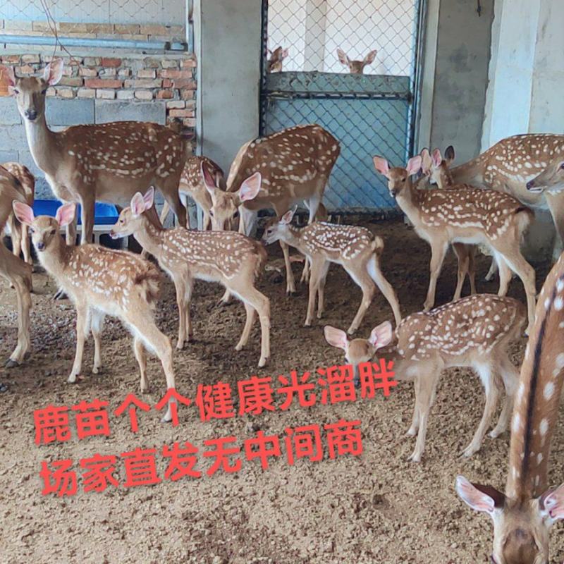 梅花鹿养殖技术梅花鹿利润如何种鹿听话的梅花鹿鹿产品
