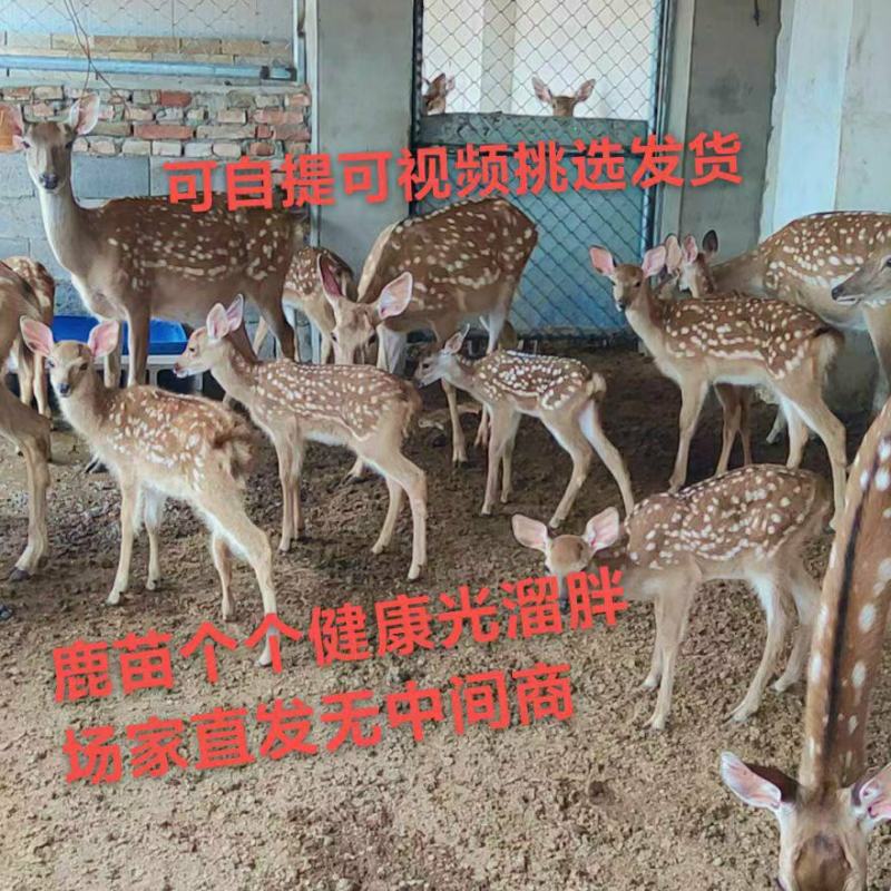 梅花鹿养殖技术梅花鹿利润如何种鹿听话的梅花鹿鹿产品