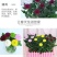 小雏菊种子易活四季开花盆栽阳台绿植物种花室内阳台乒乓菊花