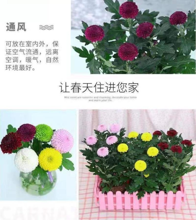 小雏菊种子易活四季开花盆栽阳台绿植物种花室内阳台乒乓菊花