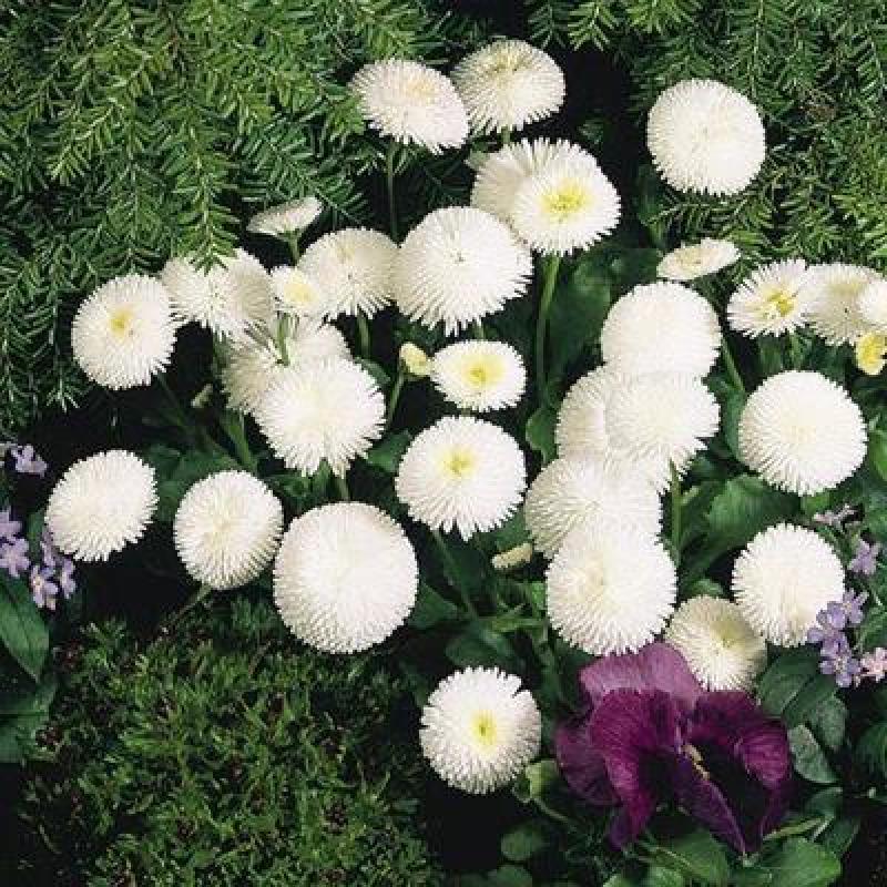小雏菊种子易活四季开花盆栽阳台绿植物种花室内阳台乒乓菊花