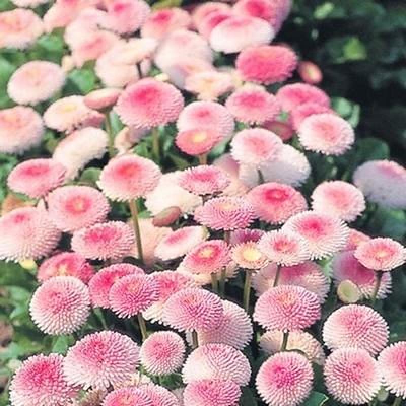 小雏菊种子易活四季开花盆栽阳台绿植物种花室内阳台乒乓菊花