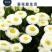 小雏菊种子易活四季开花盆栽阳台绿植物种花室内阳台乒乓菊花