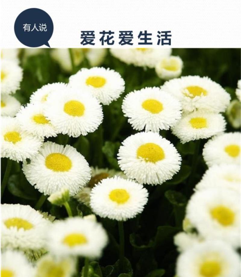 小雏菊种子易活四季开花盆栽阳台绿植物种花室内阳台乒乓菊花