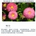 小雏菊种子易活四季开花盆栽阳台绿植物种花室内阳台乒乓菊花