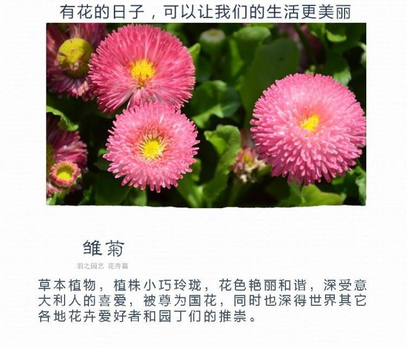 小雏菊种子易活四季开花盆栽阳台绿植物种花室内阳台乒乓菊花