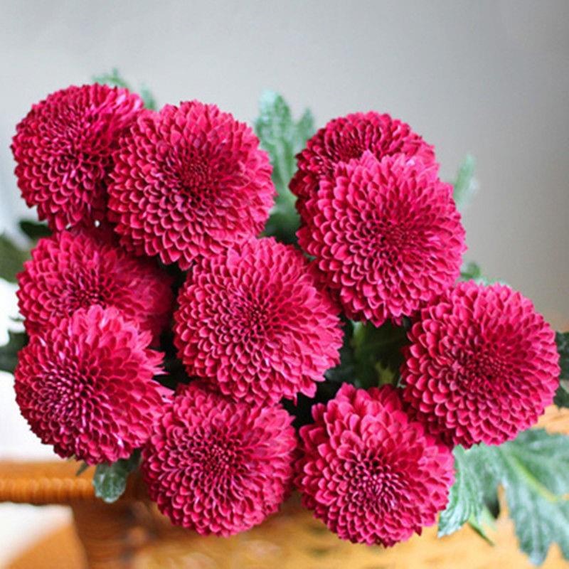 小雏菊种子易活四季开花盆栽阳台绿植物种花室内阳台乒乓菊花