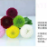 小雏菊种子易活四季开花盆栽阳台绿植物种花室内阳台乒乓菊花