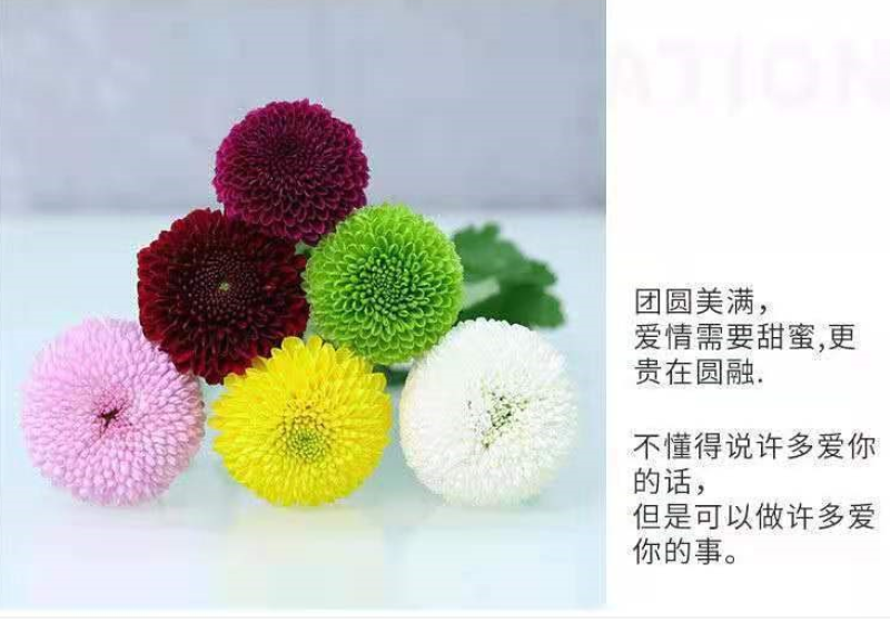 小雏菊种子易活四季开花盆栽阳台绿植物种花室内阳台乒乓菊花