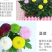 小雏菊种子易活四季开花盆栽阳台绿植物种花室内阳台乒乓菊花