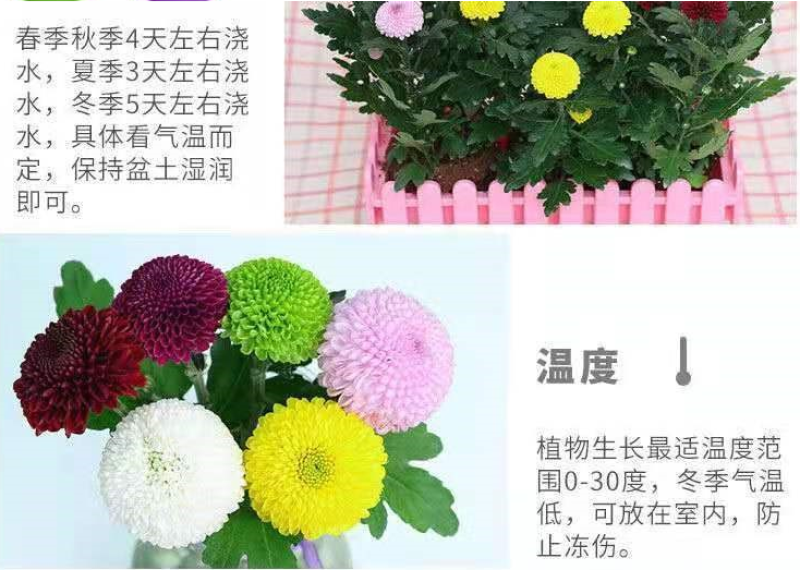 小雏菊种子易活四季开花盆栽阳台绿植物种花室内阳台乒乓菊花