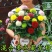 小雏菊种子易活四季开花盆栽阳台绿植物种花室内阳台乒乓菊花