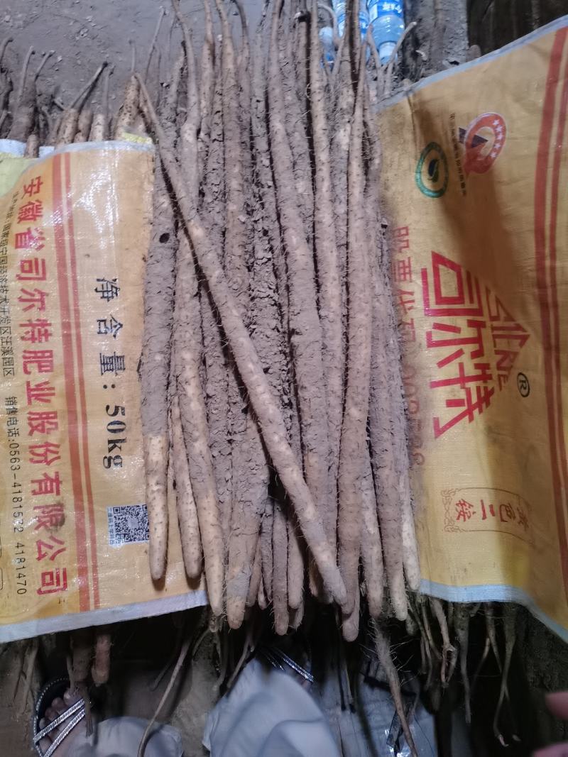 【牛】小白嘴山药整车批发河北现发对接全国品质保障