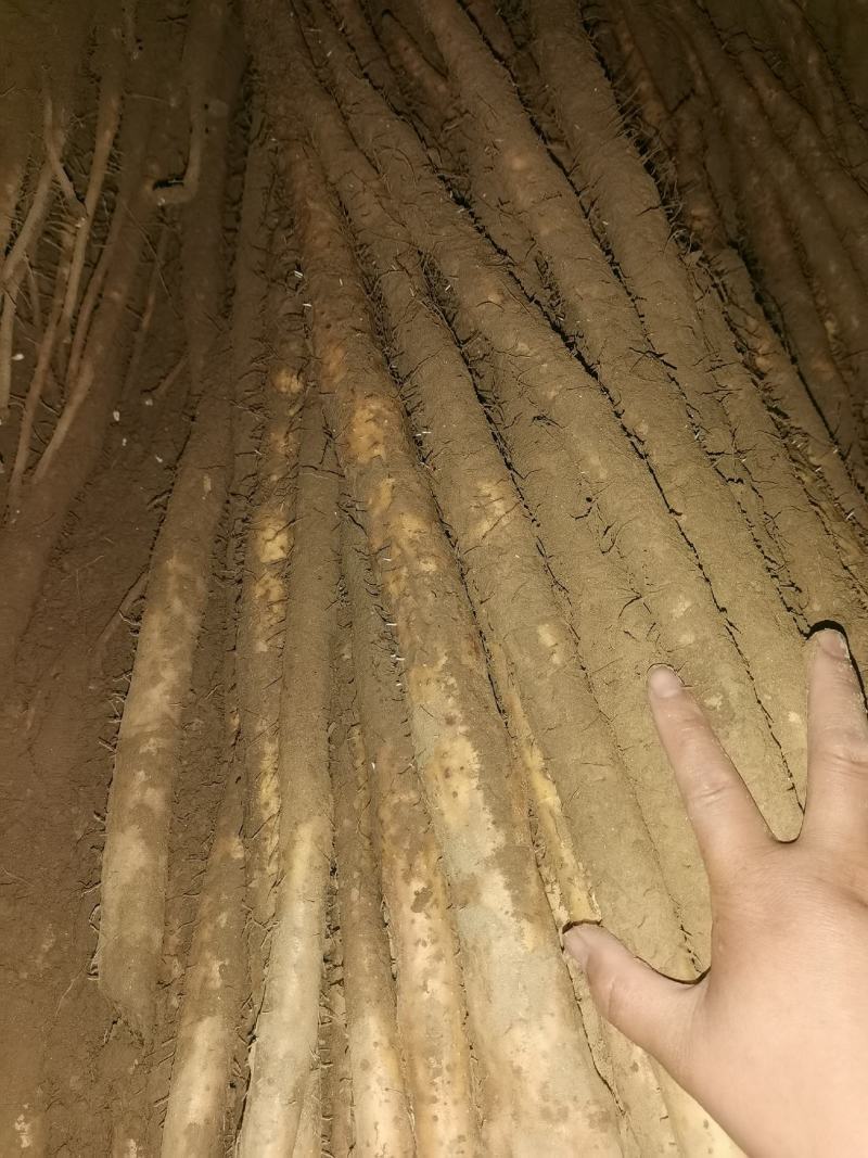 【牛】小白嘴山药整车批发河北现发对接全国品质保障