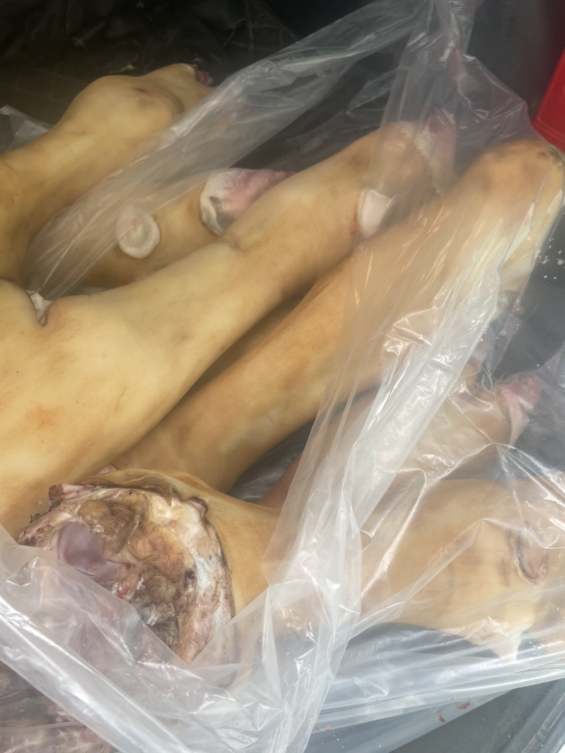 源头厂家直销，国产鲁西黄牛精品公牛火烧毛牛蹄、也可根据要巨片