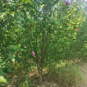 牧丹红木槿，大花朵，花期长，四季可种，销售中。