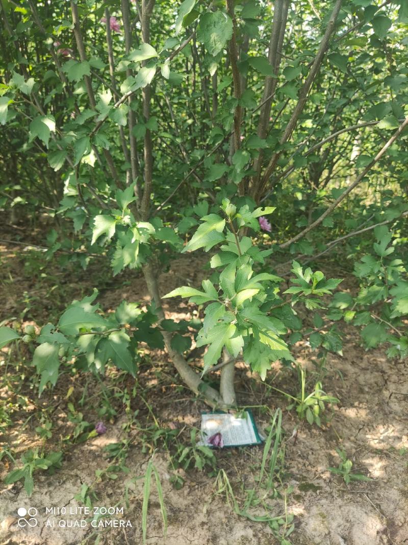 牧丹红木槿，大花朵，花期长，四季可种，销售中。