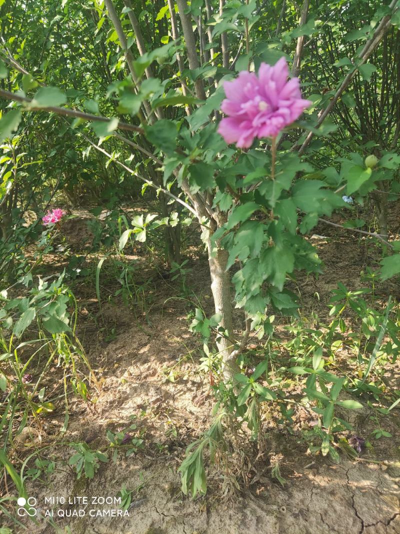 牧丹红木槿，大花朵，花期长，四季可种，销售中。