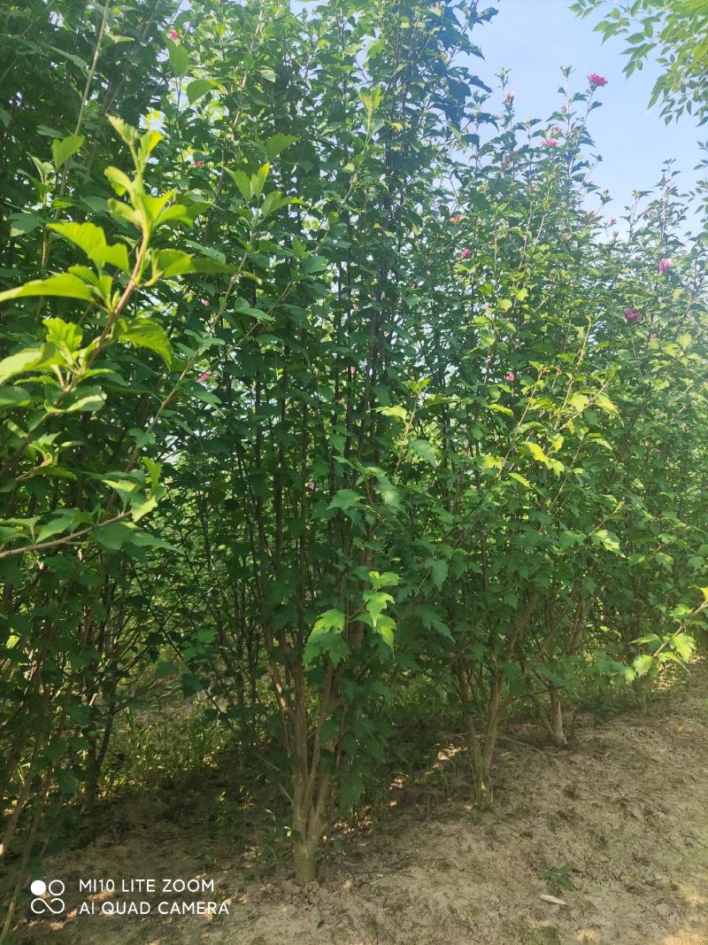 牧丹红木槿，大花朵，花期长，四季可种，销售中。