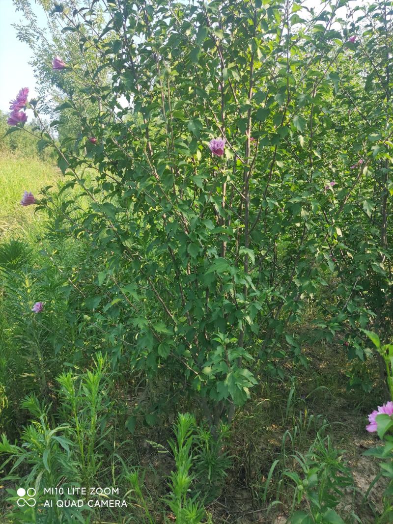 牧丹红木槿，大花朵，花期长，四季可种，销售中。