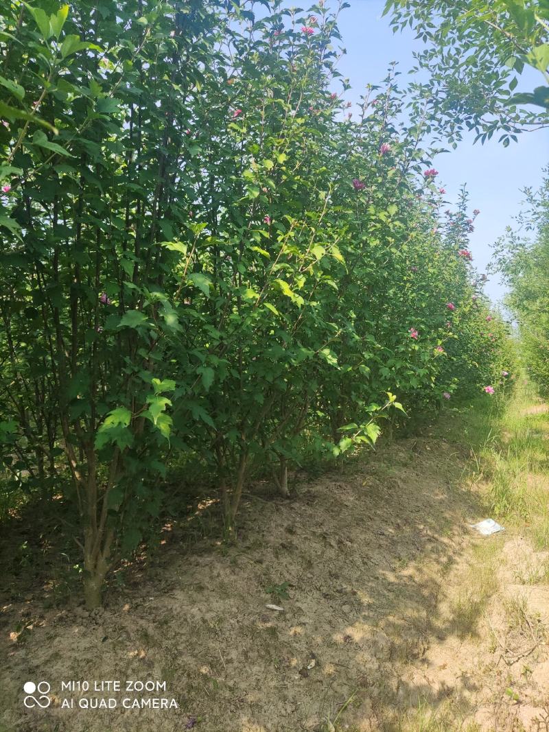 牧丹红木槿，大花朵，花期长，四季可种，销售中。