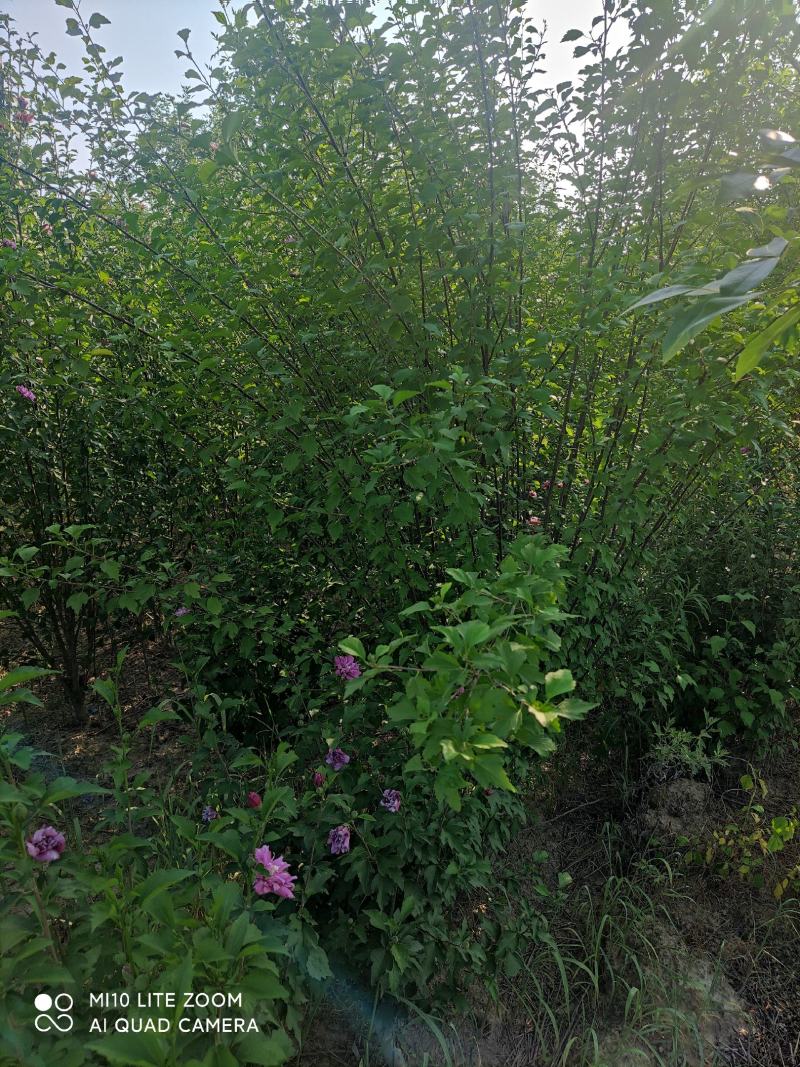 牧丹红木槿，大花朵，花期长，四季可种，销售中。