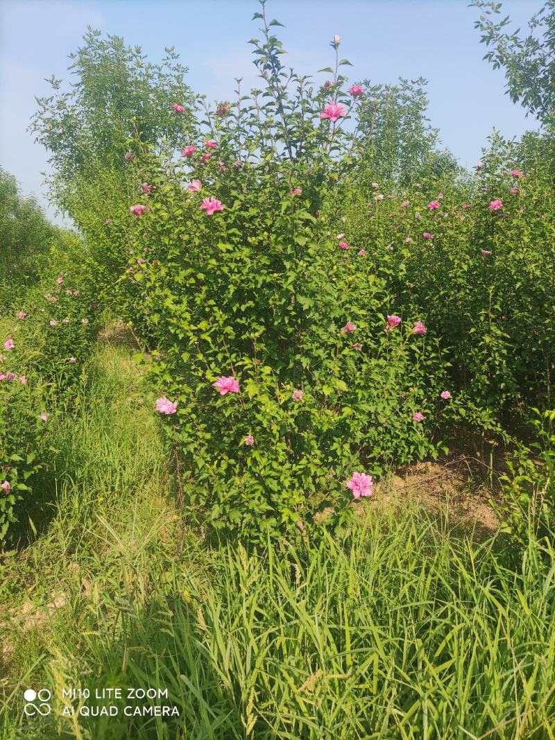 牧丹红木槿，大花朵，花期长，四季可种，销售中。