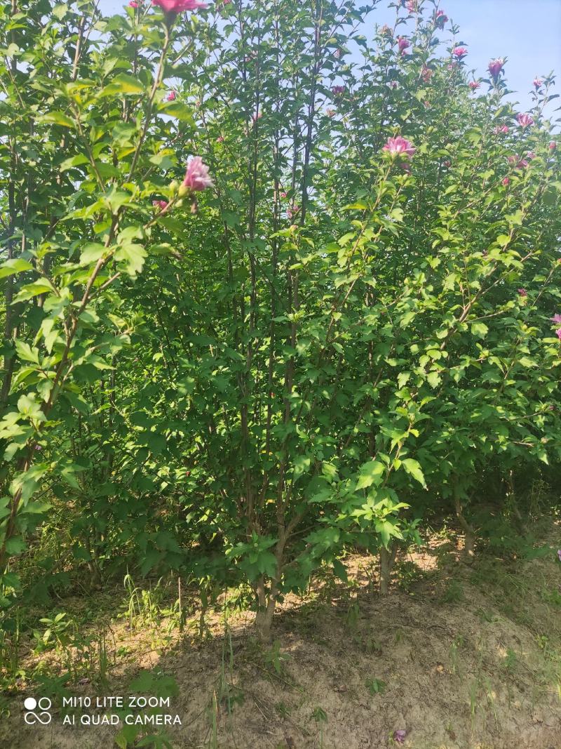 牧丹红木槿，大花朵，花期长，四季可种，销售中。