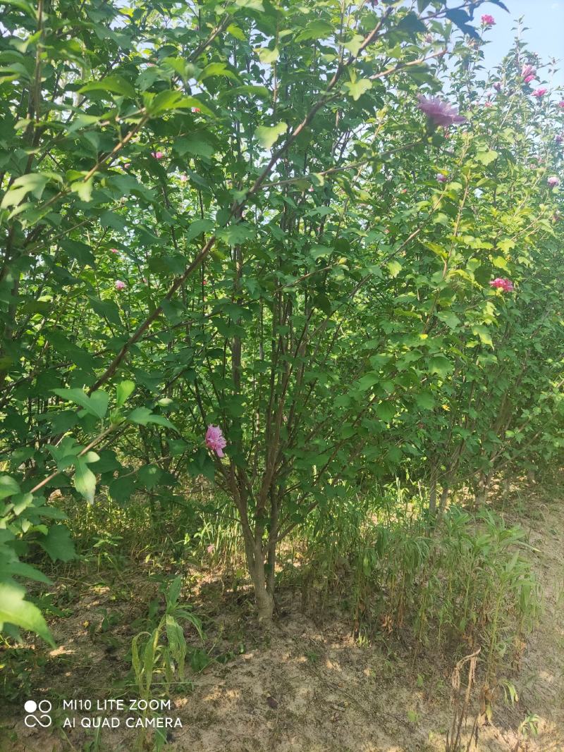 牧丹红木槿，大花朵，花期长，四季可种，销售中。